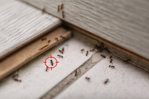 Best Affordable Pest Control Services  in East Renton Highlands, WA
