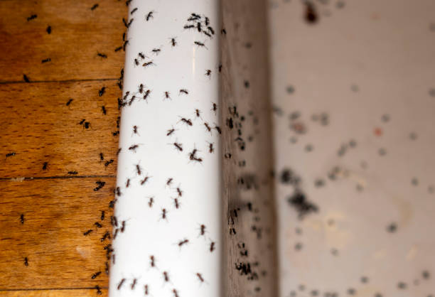 Best Mosquito Control Services  in East Renton Highlands, WA