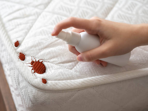 Pest Prevention Services in East Renton Highlands, WA